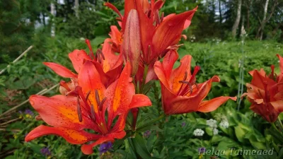 Lilium bulbiferum var. croceum Лилия клубненосная