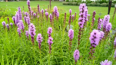 Liatris spicata 'Kobold' Лиатрис