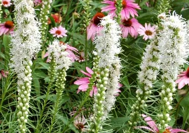 Liatris spicata 'Alba' Лиатрис