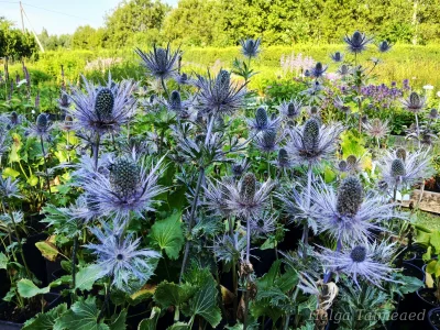 Eryngium x zabelii  ́Donard Variety ́ Синеголовник
