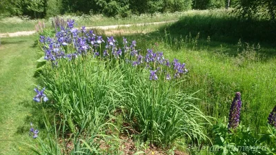 Iris sibirica Ирис сибирский
