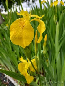 Iris pseudacorus Ирис болотный