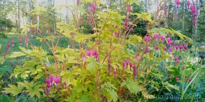 Lamprocapnos spectabilis (Dicentra spectabilis) 'Gold Heart' harilik murtudsüda