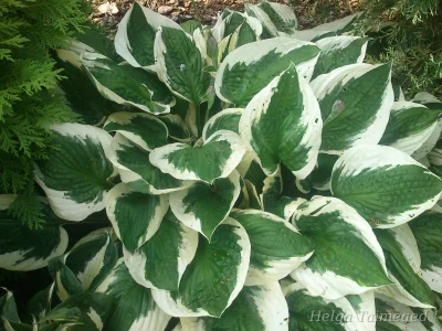 Hosta 'Patriot'