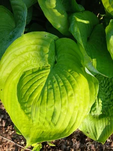 Hosta `Sum and Substans´