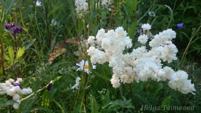 Filipendula vulgaris 'Plena' Sikoangervo