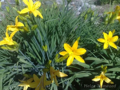 Hemerocallis x hybrida 'Maikönigin' Лилейник