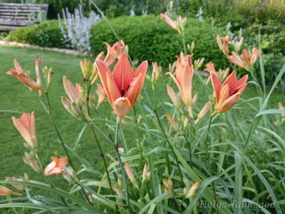 Hemerocallis fulva Лилейник оранжевый