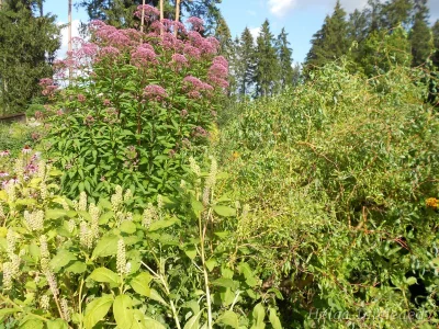 Eutrochium purpureum 'Atropurpureum' Посконник пурпурный