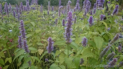 Agastache hybride  ́Blue Fortune ́