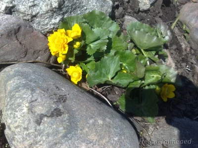 Caltha palustris 'Plena' Калужница болотная