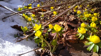 Eranthis hyemalis Весенник зимний