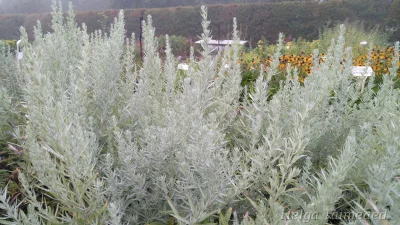 Artemisia ludoviciana 'Silver Queen'