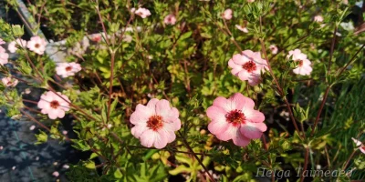 Potentilla xhopwoodiana