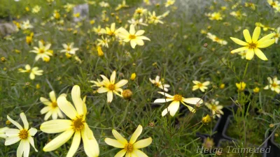 Coreopsis verticillata 'Moonbeam'