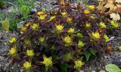 Euphorbia epithymoides (polychroma)  ́Bonfire ́