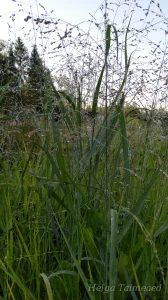 Panicum virgatum 'Stäfa' Vitshirss