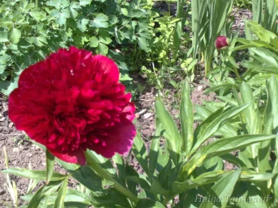 Paeonia officinalis' Rubra Plena' Пион лекарственный