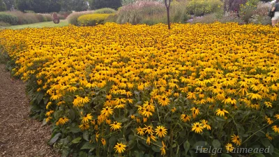 Rudbeckia  fulgida 'Goldsturm' Рудбекия блестящая