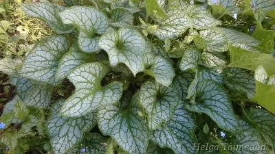 Brunnera macrophylla 'Jack Frost' Бруннера крупнолистная