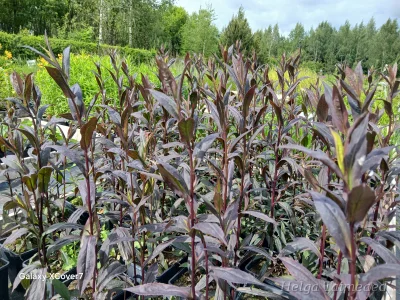Symphyotrichum (Aster) lateriflorum 'Lady in Black' Астра бокоцветная