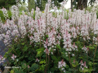 Tiarella 'Pink Skyrocket' Тиарелла