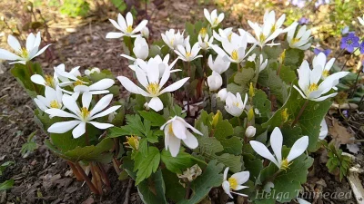 Sanguinaria canadensis Сангвинария канадская