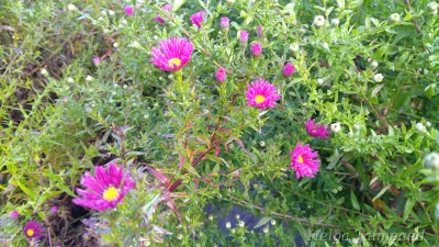 Symphyotrichum (Aster) novi-belgii ´Winston Churchill´