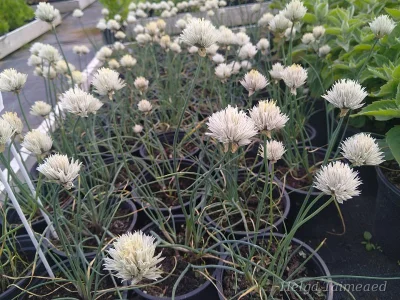 Allium schoenoprasum 'Elbe'