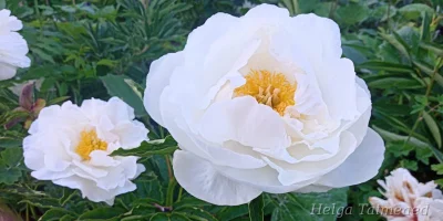 Paeonia lactiflora 'Jan van Leeuwen' Пион молочноцветковый