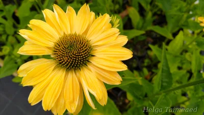 Echinacea 'Aloha' Kaunopunahattu