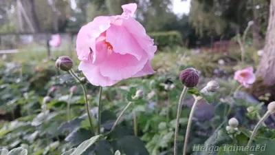 Anemone x hybrida 'Lorelei' Ве́треница гибридная