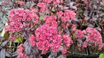 Hylotelephium (Sedum) 'Purle Emperor' Очиток