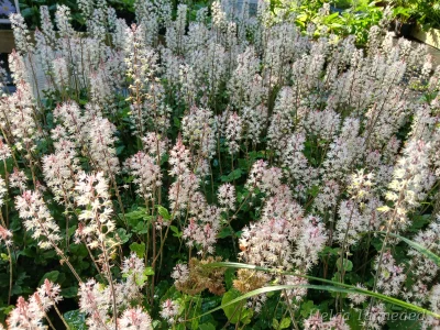 Tiarella 'Spring Symphony' Tiarell