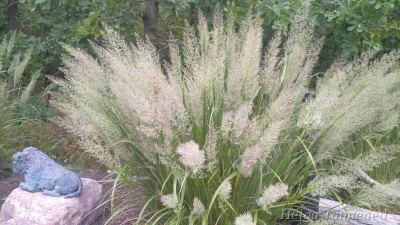 Calamagrostis brachytricha Вейник брильянтовый