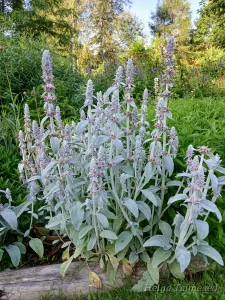 Stachys byzantina 'Simba' Чистец византийский