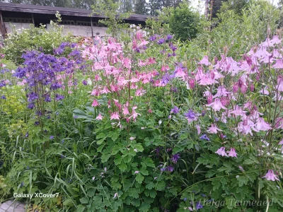 Aquilegia Аквилегия mix