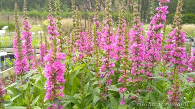 Lythrum salicaria 'Little Robert' Дербенник иволистный