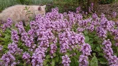 Ajuga reptans 'Pink Elf'