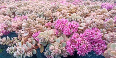 Sedum cyaneum 'Sachalin' Седум синий