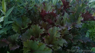 Ligularia 'Osiris Cafe Noir'  Бузульник