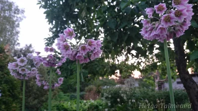 Nectaroscordum tripedale  Лук трёхфутовый