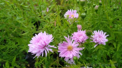Symphyotrichum (Aster) novi-belgii 'Fellowship'