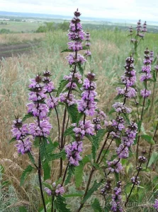 Phlomis tuberosa Зопник клубненосный