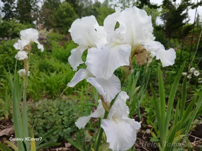 Iris x germanica ‘Immortality' Ирис германский