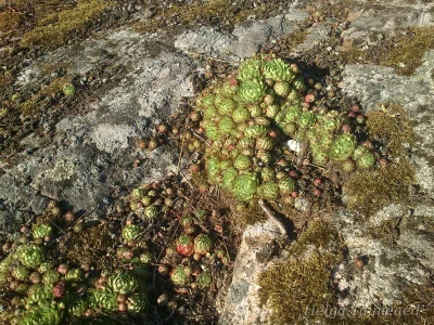 Jovibarba sobolifera