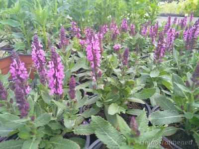 Salvia nemorosa 'Midnight Rose'