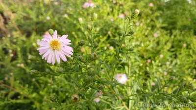 Symphyotrichum lateriflorum 'Coombe Fishacre'