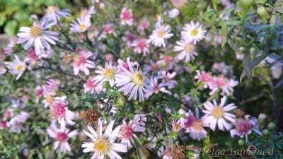 Symphyotrichum lateriflorum 'Coombe Fishacre' Vits-sügisaster