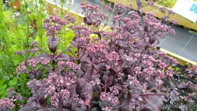 Hylotelephium (Sedum) telephium 'Oriental Dancer' Очиток обыкновенный